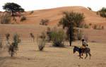 The shepherd on his ass, Assaba Region, Mauritania.