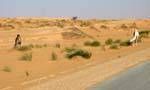 Camels beside the bitumen from Nouakchott to Morocco's border, Mauritania.