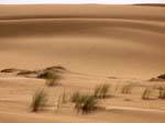 Fold dune in the desert between Nouakchott and Morocco's border, Mauritania.
