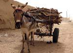 A worker donkey and cart of wood, M'bout, Mauritania.