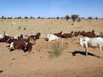Oxen in the sand between Boghé and Kaedi, Mauritania.