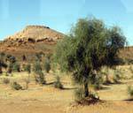 Hill and trees on the road between Boghé and Kaedi, Mauritania.