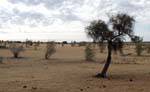 Desert vegetation, Route Souffa, massive Assaba, Mauritania.