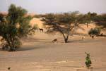 Goats under the acacias, Hope Road, Mauritania.