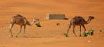 Slow camels in the desert, Road of Hope, Mauritania.