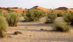Nature between sand dunes, Hope Road, Mauritania.