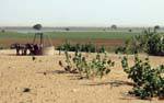 Well and results of irrigation, Hope Road, Mauritania.