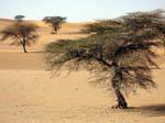 Sand and acacia trees growing here alone, Road of Hope, Mauritania.