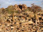 Souffa, Baobab in the rocks, Mauritania.