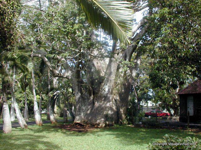 Elephantine baobab, Pamplemousses Garden, Mauritius.