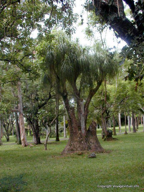 Pamplemousses, world of Pierre Poivre, botanist, Mauritius.