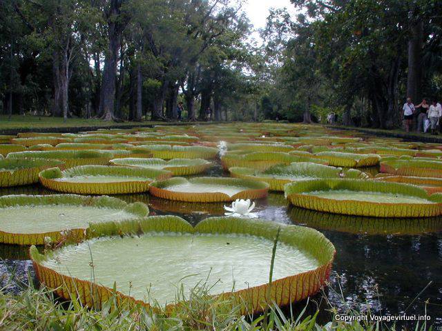 Giant water lilies Victoria Amazonica, Pamplemousses, Mauritius.