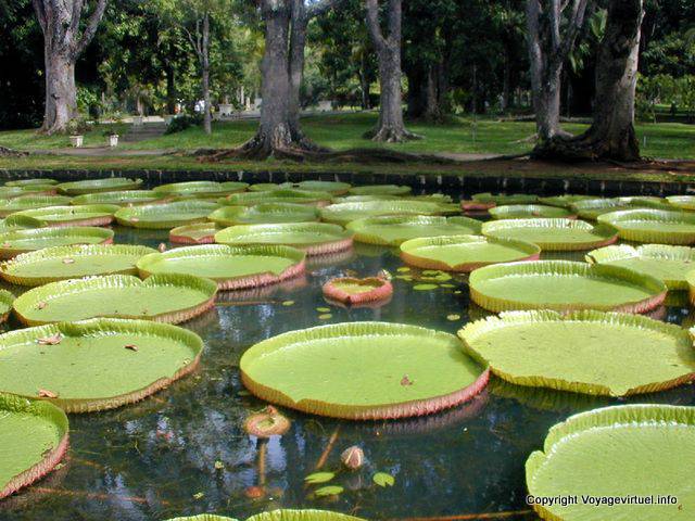 Lily pads measuring up to 3 meters, Pamplemousses, Mauritius.