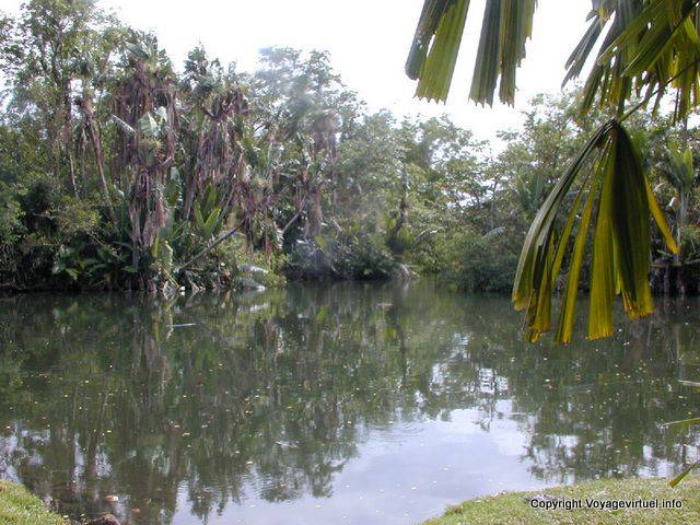 Large pool and lush islands, Garden Pamplemousses, Mauritius.