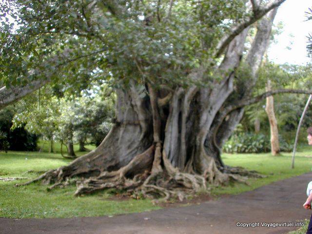 Blur trunk of the sacred fig tree, Pamplemousses, Mauritius.