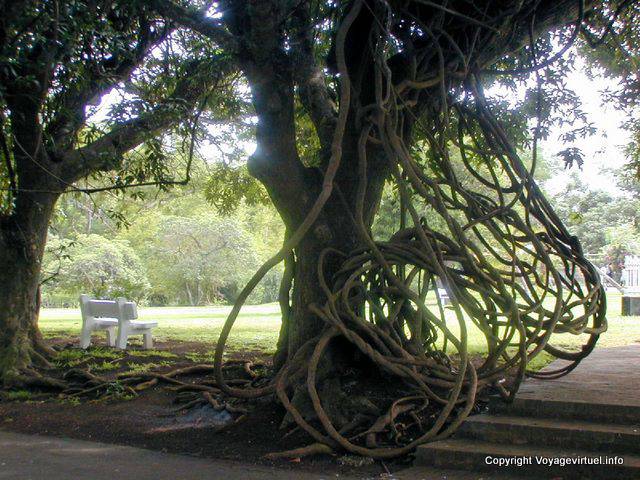 Interlaced lianas, Garden Sir Ramgoolam Pamplemousses, Mauritius.