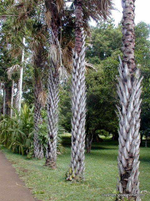 Trunk Pineapple palms, Pamplemousses Garden, Mauritius.