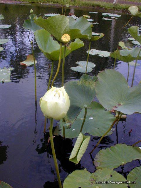 White Lotus, Pamplemousses Botanical Garden, Mauritius.