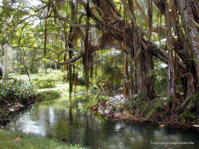 Vegetation on the river Citron, Pamplemousses, Mauritius.