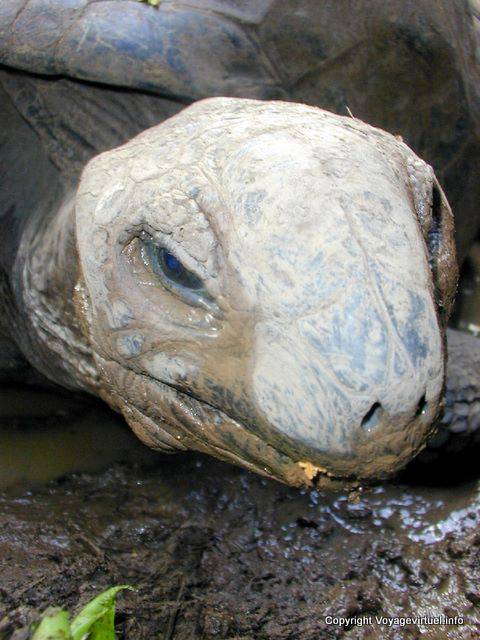 Giant Tortoise, Chamarel, Mauritius.