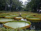 Giant water lilies Victoria Amazonica, Pamplemousses, Mauritius.