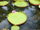 Lily pond (Victoria REZIA), Pamplemousses, Mauritius.