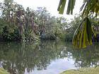 Large pool and lush islands, Garden Pamplemousses, Mauritius.