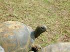 Seychelles giant tortoise, Pamplemousses, Mauritius.