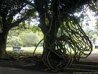 Interlaced lianas, Garden Sir Ramgoolam Pamplemousses, Mauritius.