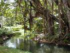 Vegetation on the river Citron, Pamplemousses, Mauritius.
