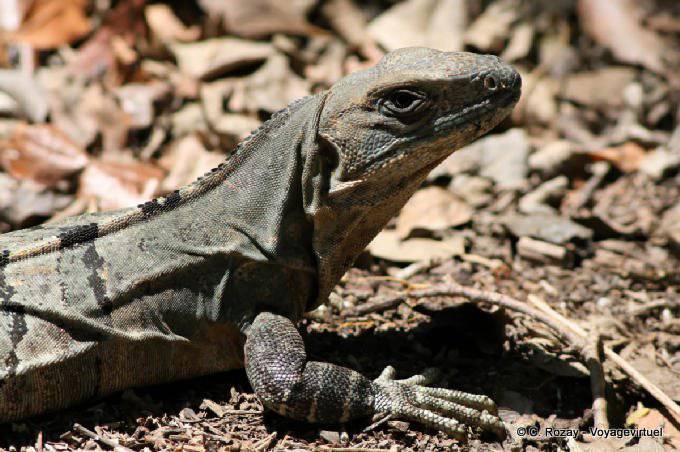 An iguana in ruins, Edzná - Mexico