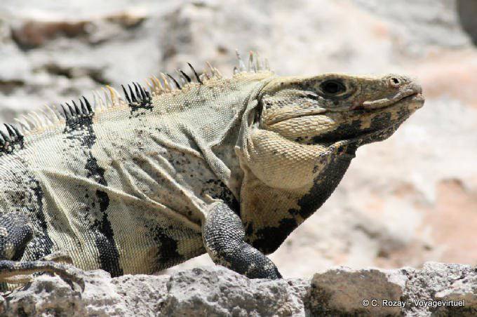 Head of an old iguana stone color, Edzná - Mexico