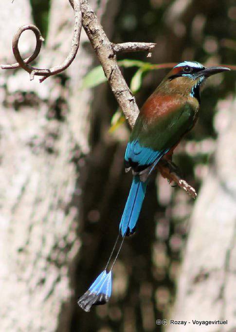 Motmot Blue eyebrow bird Labná - Mexico