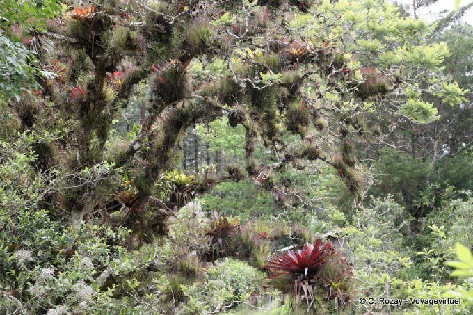 Epiphytes on the branches of a tree, lagoons of Montebello - Mexico