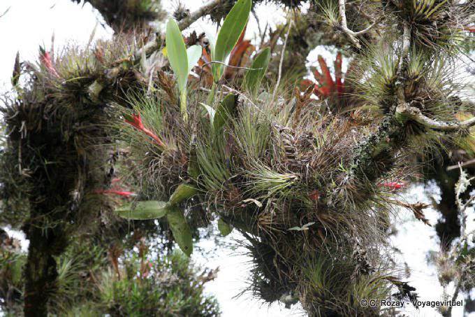 Epiphytes, Lagunas de Montebello - Mexico