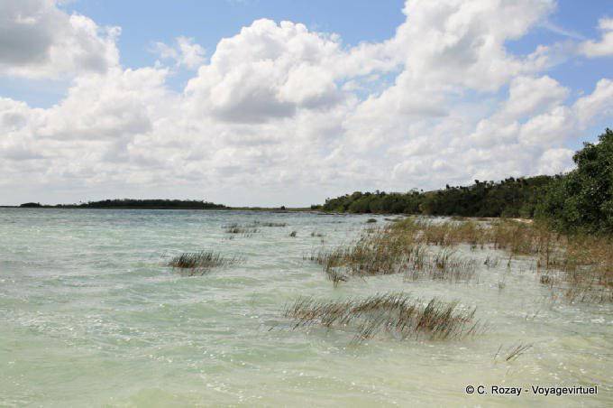 Herbs in the wind, lagoon Muyil - Mexico