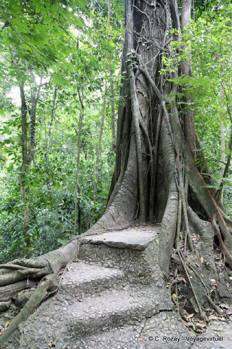 Steps built in a tree, Palenque - Mexico