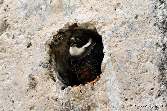 Rapace nestled in the ruins, Palenque - Mexico