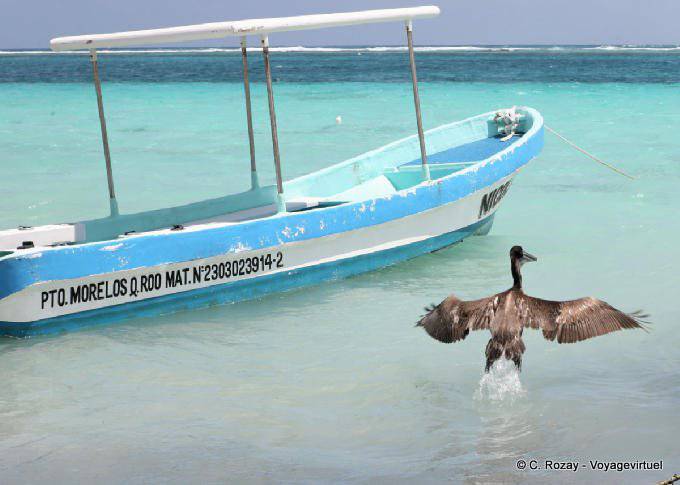 The Flight of the Pelican, Puerto Morelos - Mexico