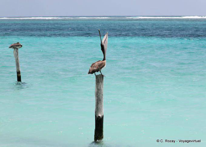 Pelican alarm clock on a pole, Puerto Morelos - Mexico