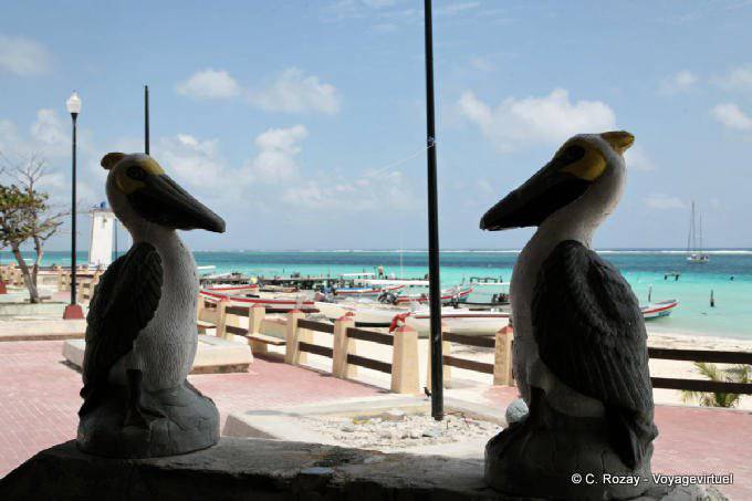 Face-to-face false pelicans, Puerto Morelos - Mexico