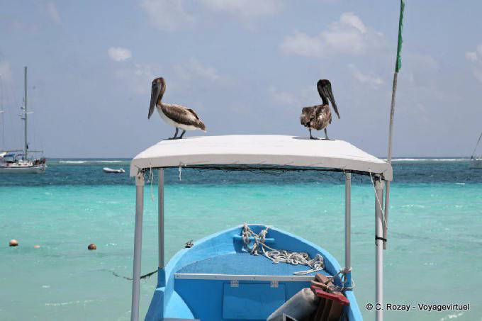 The look of the fishermen pelicans, Puerto Morelos - Mexico