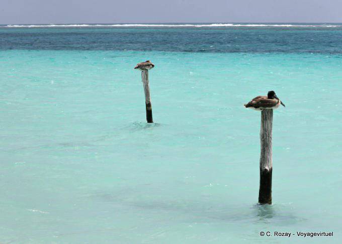 Rest pelicans, Puerto Morelos - Mexico