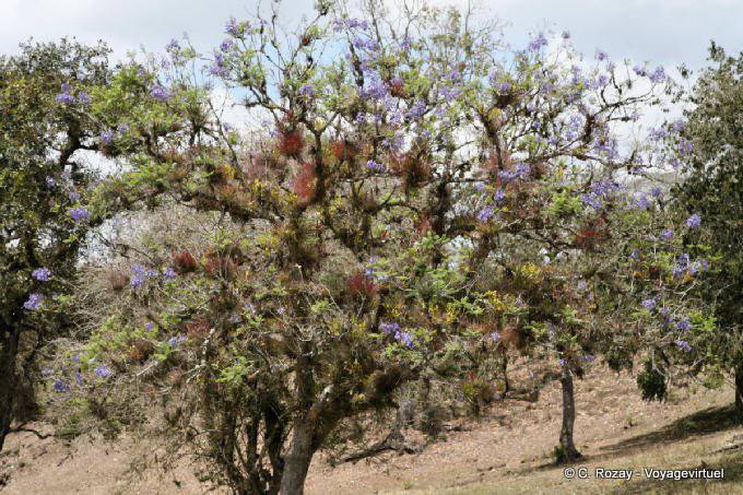 Epiphytes on trees, Tonina - Mexico