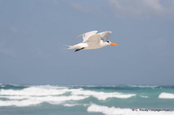 Tern in flight above the waves, Tulum - Mexico