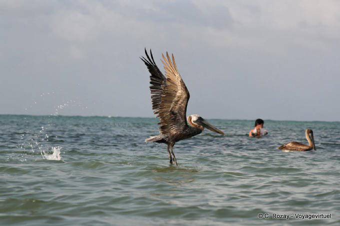 Off the pelican, Sian Kaan, Tulum - Mexico