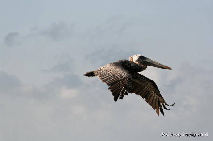 Wing beat pelican, Sian Kaan, Tulum - Mexico
