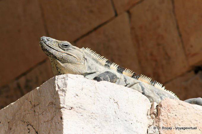 Iguana in the Palace, Uxmal - Mexico