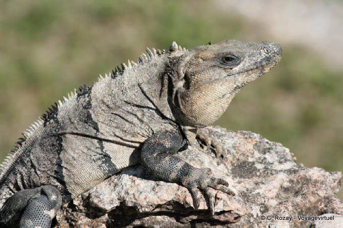 Iguana on a stone, Uxmal - Mexico