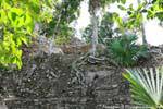 Invasive vegetation in the church, Group B Coba, Mexico.